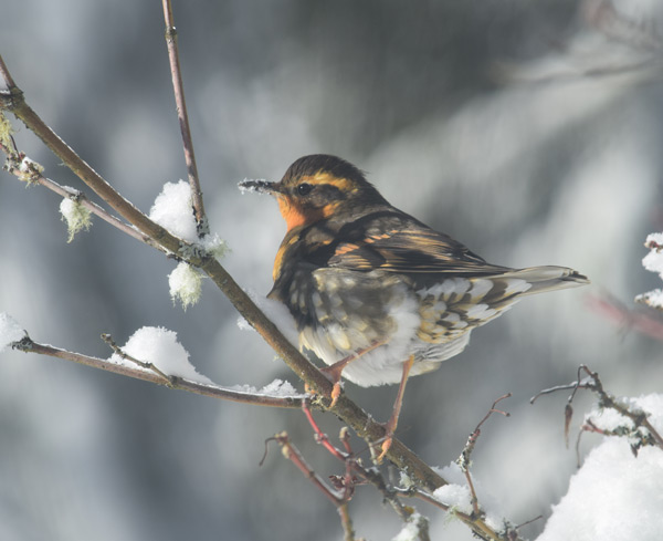 Winter Thrush